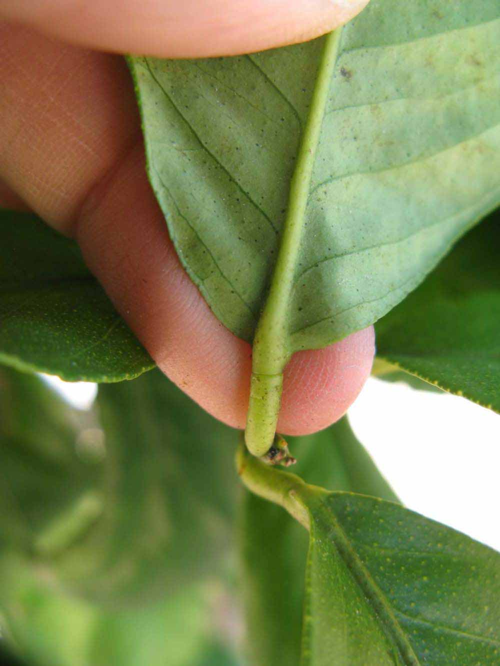              Petiole (Winter Haven, FL)       